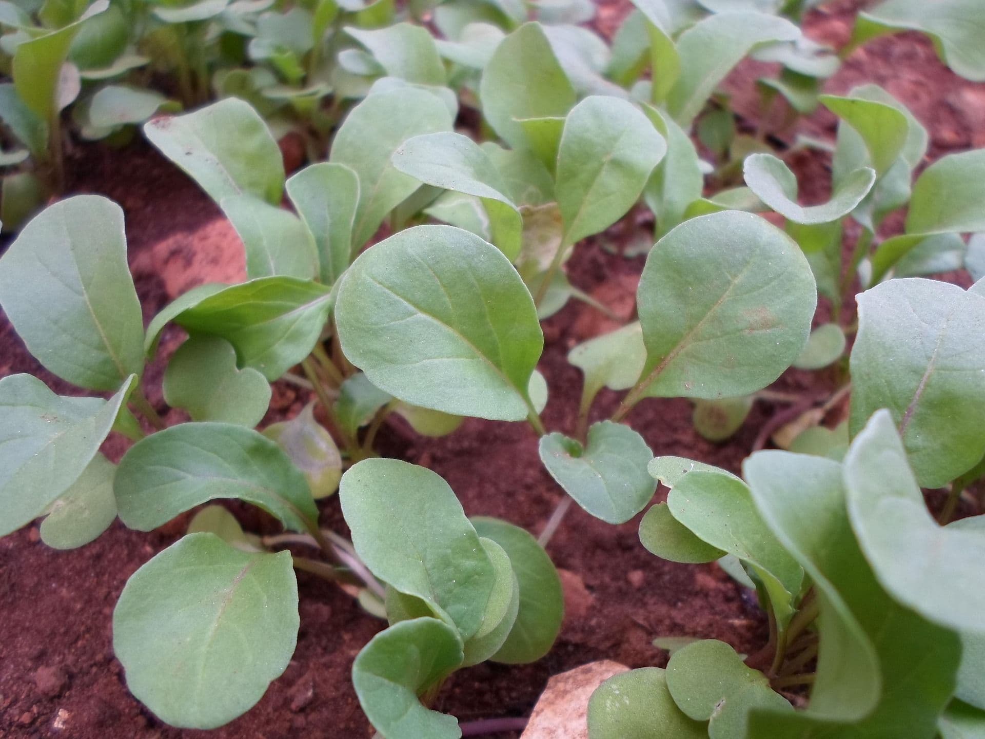Wild rocket ‘Wasabi’ seedlings growing in a tray