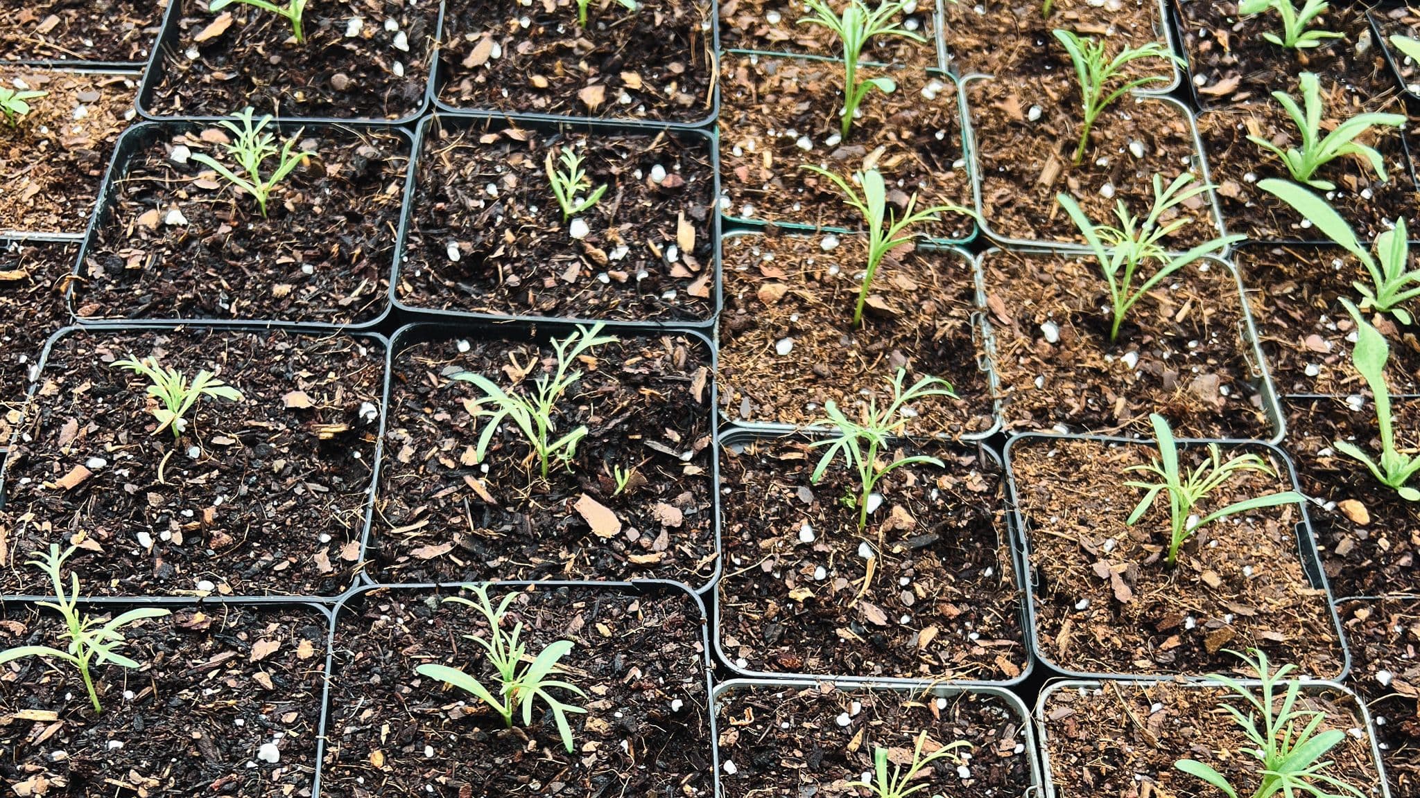 Cover Image for When to Sow your Seeds